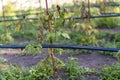 dried out tomato, tomato gone bad. Tomatoes grown in the greenhouse dried due to illness or disrepedness. Agriculture