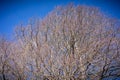 Dried out tree branches against blue sky Royalty Free Stock Photo