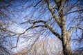 Dried out tree branches against blue sky Royalty Free Stock Photo