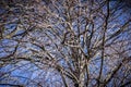 Dried out tree branches against blue sky Royalty Free Stock Photo