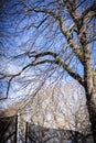 Dried out tree branches against blue sky Royalty Free Stock Photo