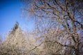 Dried out tree branches against blue sky Royalty Free Stock Photo