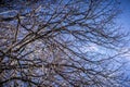 Dried out tree branches against blue sky Royalty Free Stock Photo