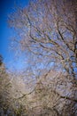 Dried out tree branches against blue sky Royalty Free Stock Photo