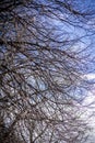 Dried out tree branches against blue sky Royalty Free Stock Photo