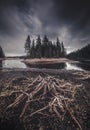 Dried out trees and tree trunks on the black beach of dried out lake