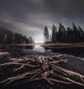 Dried out trees and tree trunks on the black beach of dried out lake