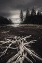 Dried out trees and tree trunks on the black beach of dried out lake