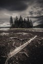 Dried out trees and tree trunks on the black beach of dried out lake