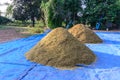 Dried paddy heap on canvas, postharvest