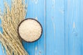 Dried paddy rice crop and jasmine rice in bowl on blue wooden bo Royalty Free Stock Photo