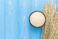 Dried paddy rice crop and jasmine rice in bowl on blue wooden bo Royalty Free Stock Photo