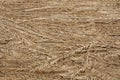 Dried palm branches of gray color laid out with each other .Texture or background. Royalty Free Stock Photo