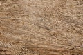 Dried palm branches are grey .Texture or background. Royalty Free Stock Photo