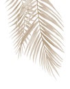 Dried palm branches. Pastel beige leaves. .Watercolour illustration isolated on white background.