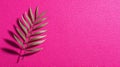 A dried palm leaf rests on a vibrant pink textured background, casting a subtle shadow, creating a striking contrast and artistic Royalty Free Stock Photo