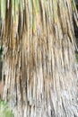 Dried palm leaves, used for construction Royalty Free Stock Photo