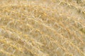 Dried pampa grass details Royalty Free Stock Photo