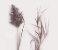 Dried pampas grass photo set. Background plant details for web site banners, social media. Autumn grass. Botanical