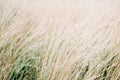 Dried panicle grass texture background. Soft beige dried meadow grass. Abstract natural minimal, trend, stylish