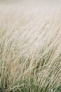 Dried panicle grass texture background. Soft beige dried meadow grass. Abstract natural minimal, trend, stylish