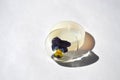 Dried pansy flower in epoxy resin circle. White silicone mold on white background.