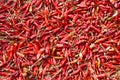 Hundreds of dried chili peppers dry Royalty Free Stock Photo