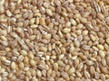 Dried pearl barley Royalty Free Stock Photo