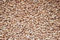 Dried pearl barley closeup flat food background. High quality photo Royalty Free Stock Photo