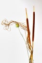 Dried pencil cattails Royalty Free Stock Photo