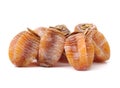 Dried persimmon Royalty Free Stock Photo