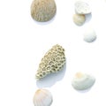 dried, petrified coral and sea shell isolated on white background. Top view, flat layout Royalty Free Stock Photo