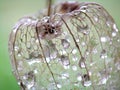 Dried Physalis Flower