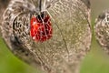 Dried Physalis lantern