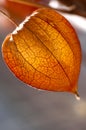 Dried Physalis lantern close up