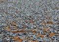 Dried pices of fish on the beach in tropical summer