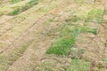 Dried pieces of turf laid on the field