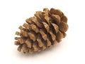 Dried Pine Cone Royalty Free Stock Photo