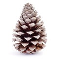 Dried pine cone Royalty Free Stock Photo