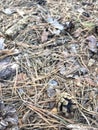 Pine cone on ground in a forest during autumn Royalty Free Stock Photo