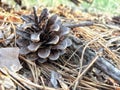 Pine cone on ground in a park during autumn Royalty Free Stock Photo