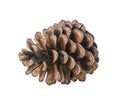 Dried pine cone isolated on white background Royalty Free Stock Photo