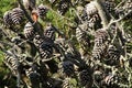 Dried pine cones background under the sun