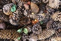 Dried pine cones Royalty Free Stock Photo