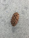Dried pine cones fall on the cement floor.