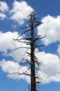 Dried Pine Tree , Yosemite National Park Royalty Free Stock Photo