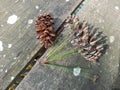 Dried pinecones are usually found in mountainous areas Royalty Free Stock Photo