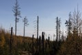 Dried pines and fallen trees in VysokÃÂ© Tatry, High Tatra Mountains - the mountain range and national park in Slovakia Royalty Free Stock Photo