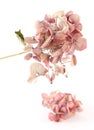 Dried pink hortensia