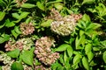 Dried pink hydrangea macrophylla or hortensia shrub in full bloom in a flower pot, with fresh green leaves in the background, in a Royalty Free Stock Photo